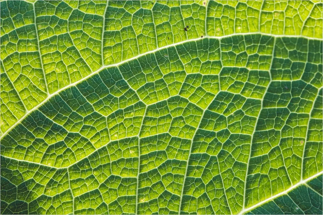 Detail Blatt Makro Nahaufnahme Ader Struktur Number 2