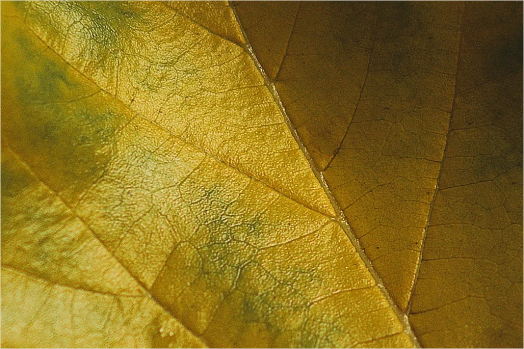 Detail Blatt Makro Nahaufnahme Ader Struktur Number 11