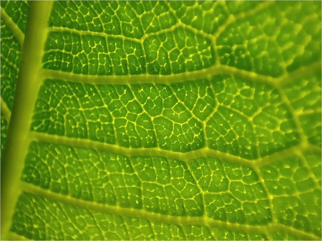 Detail Blatt Makro Nahaufnahme Ader Struktur Number 14