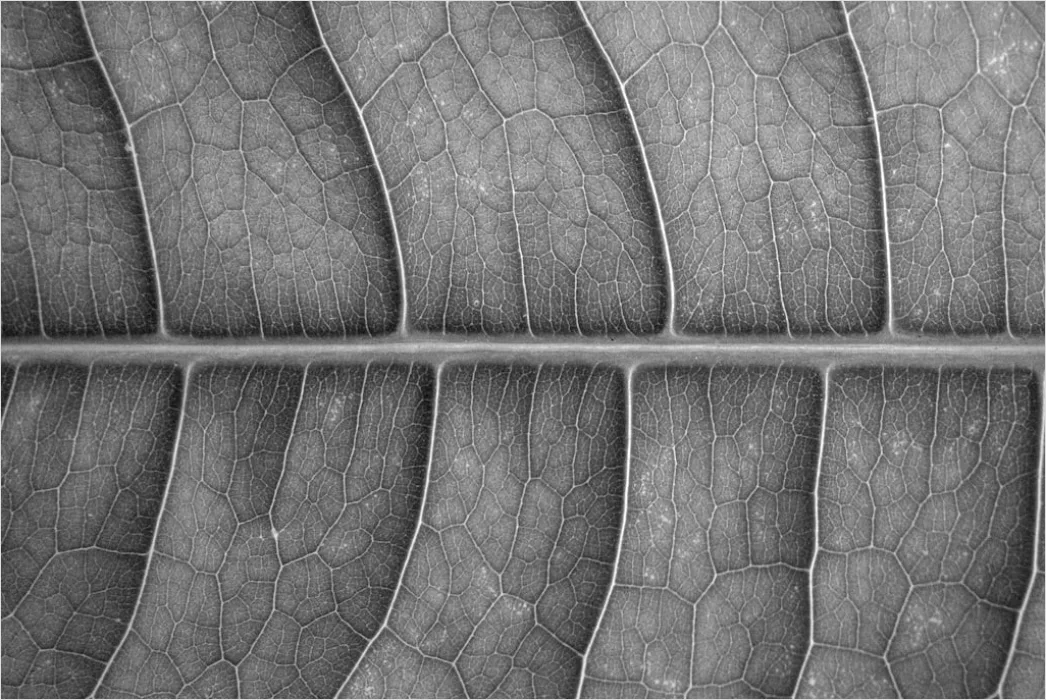 Detail Blatt Makro Nahaufnahme Ader Struktur Number 16