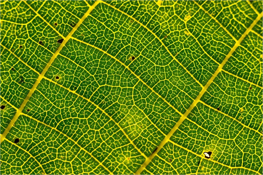 Detail Blatt Makro Nahaufnahme Ader Struktur Number 17
