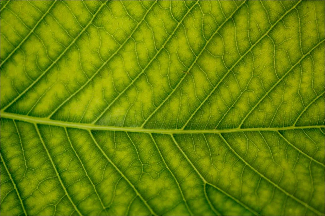 Detail Blatt Makro Nahaufnahme Ader Struktur Number 3