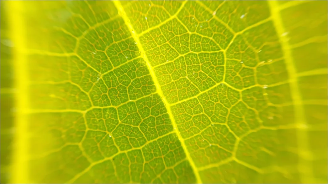 Detail Blatt Makro Nahaufnahme Ader Struktur Number 5