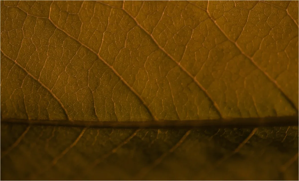 Detail Blatt Makro Nahaufnahme Ader Struktur Number 9