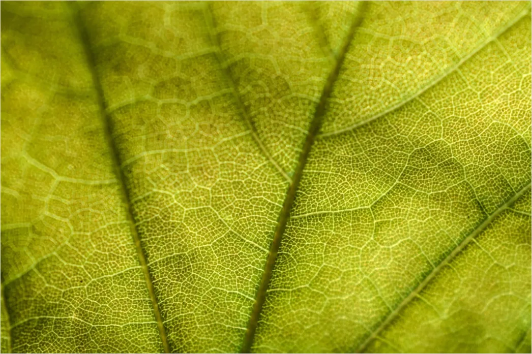 Detail Blatt Makro Nahaufnahme Ader Struktur Number 10