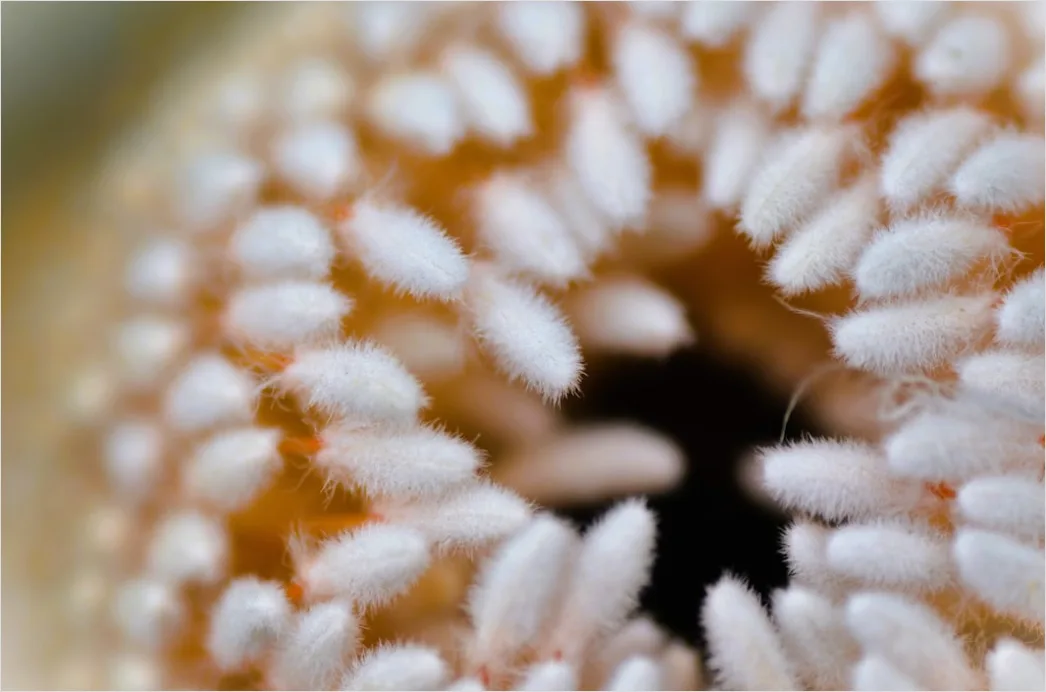 Detail Blütenstaub Makro Nahaufnahme Pollen Detail Number 2