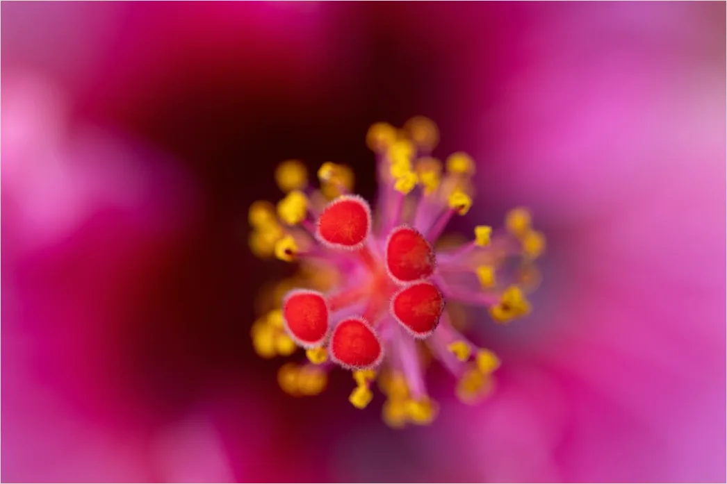 Detail Blütenstaub Makro Nahaufnahme Pollen Detail Number 11