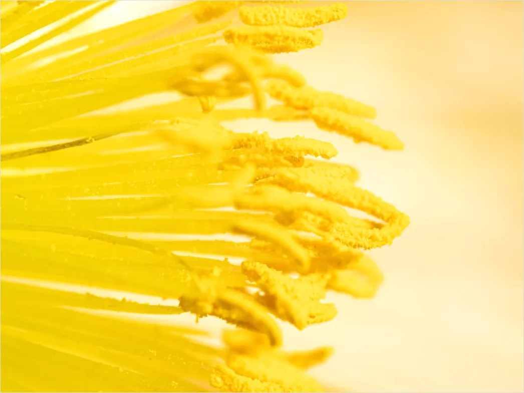 Detail Blütenstaub Makro Nahaufnahme Pollen Detail Number 12