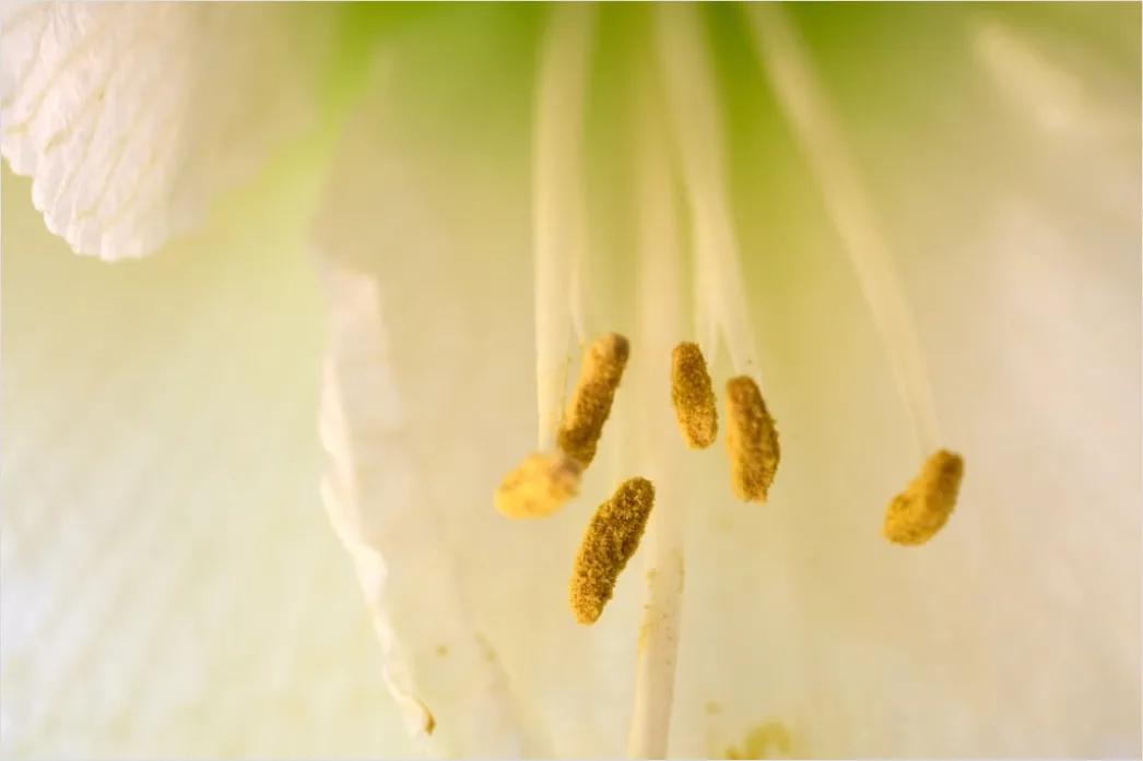 Detail Blütenstaub Makro Nahaufnahme Pollen Detail Number 14