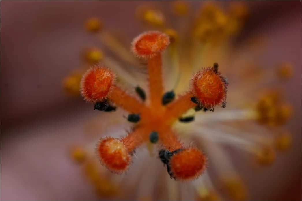 Detail Blütenstaub Makro Nahaufnahme Pollen Detail Number 16