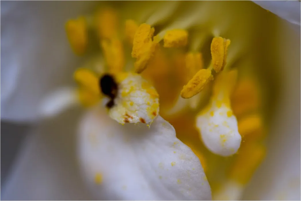 Detail Blütenstaub Makro Nahaufnahme Pollen Detail Number 17