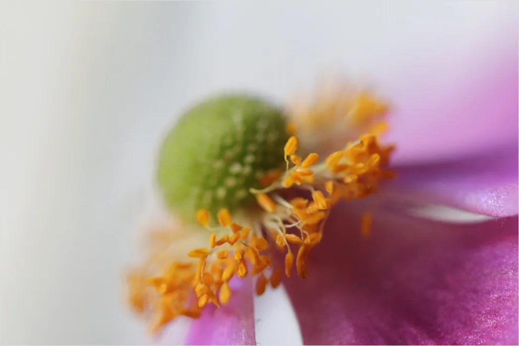 Detail Blütenstaub Makro Nahaufnahme Pollen Detail Number 18