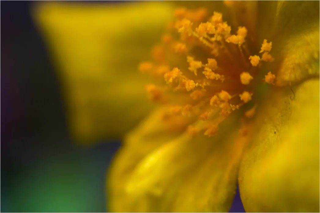 Detail Blütenstaub Makro Nahaufnahme Pollen Detail Number 19