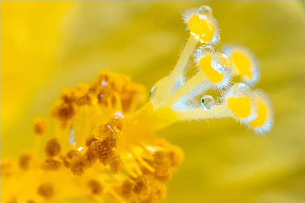 Detail Blütenstaub Makro Nahaufnahme Pollen Detail Number 5
