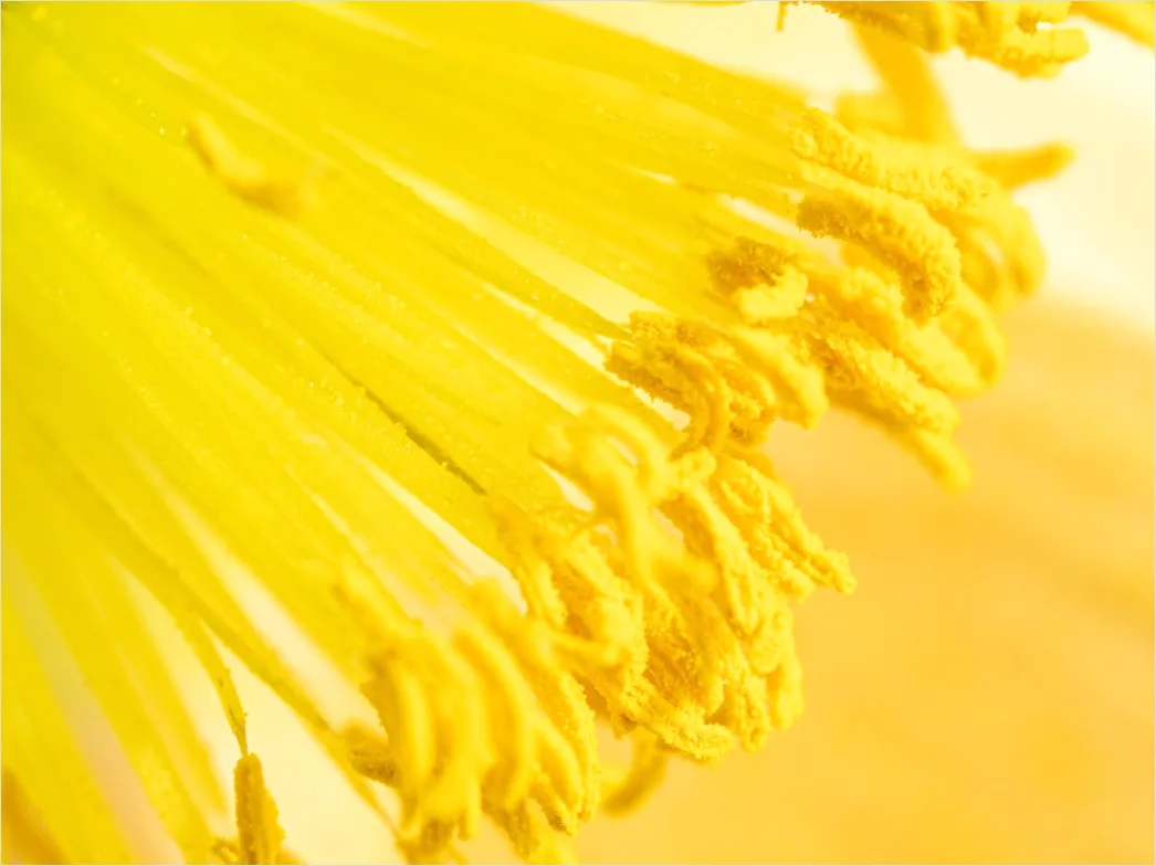 Detail Blütenstaub Makro Nahaufnahme Pollen Detail Number 6