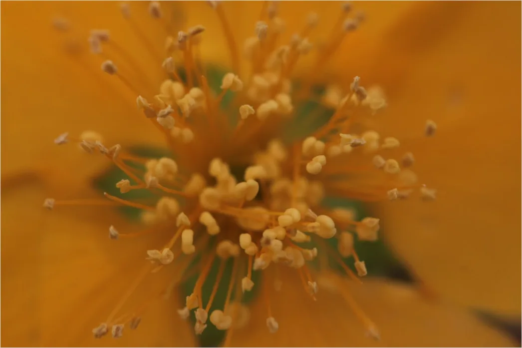 Detail Blütenstaub Makro Nahaufnahme Pollen Detail Number 7