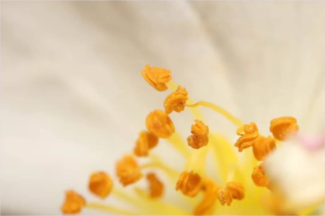 Detail Blütenstaub Makro Nahaufnahme Pollen Detail Number 9