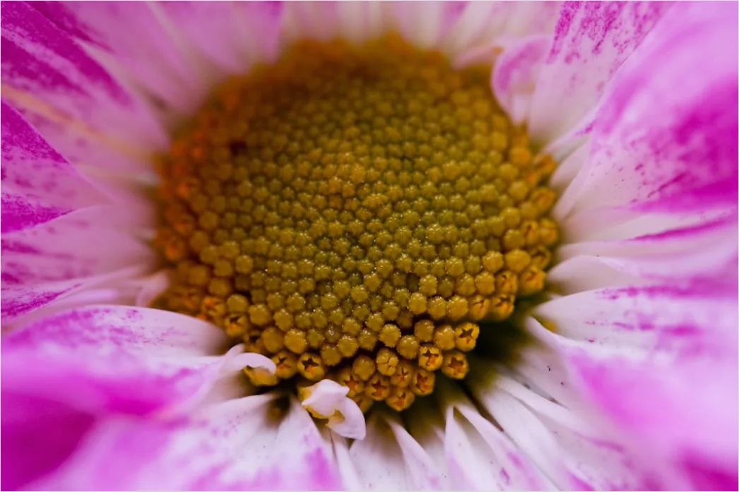 Detail Blütenstaub Makro Nahaufnahme Pollen Detail Number 10