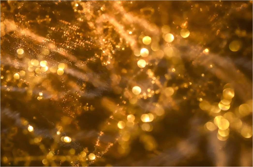 Detail Blume Makro Nahaufnahme Bokeh Hintergrund Number 8