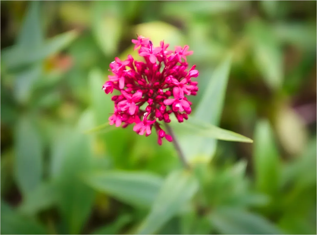 Detail Blume Makro Nahaufnahme Bokeh Hintergrund Number 10
