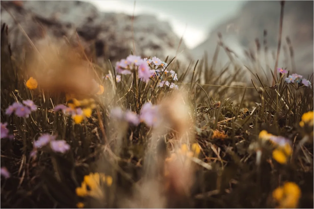 Detail Blumenwiese Alpen Sommer Bunt Idyllisch Number 9