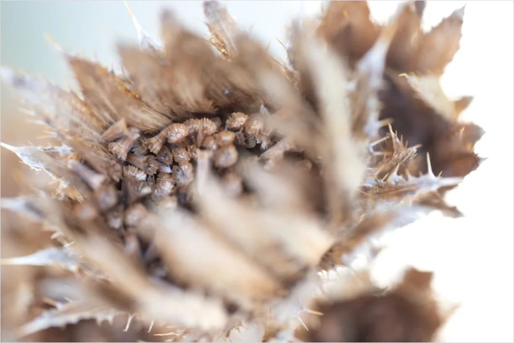 Detail Brotkruste Makro Nahaufnahme Knusprig Number 19