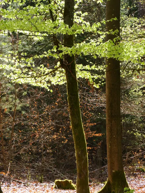 Detail Buchenwald Frühling Grün Licht Strahlen Number 6