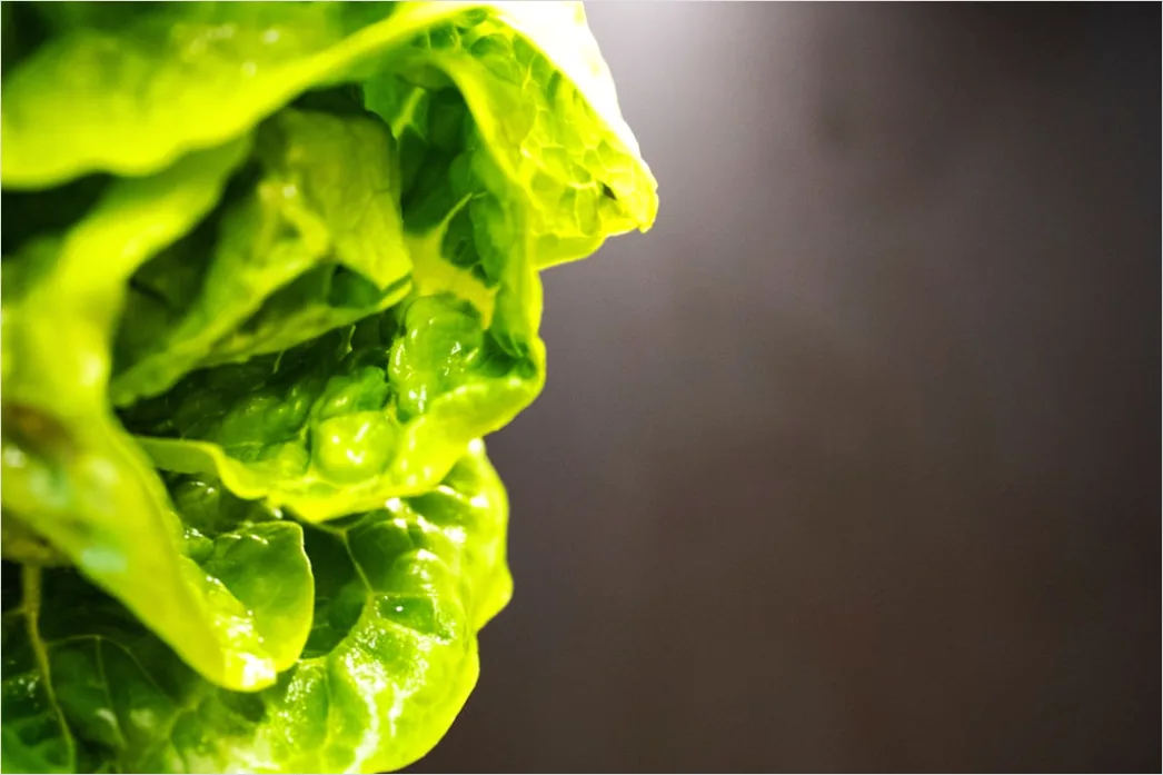 Detail Caesar Salat Teller Nahaufnahme Frisch Number 19