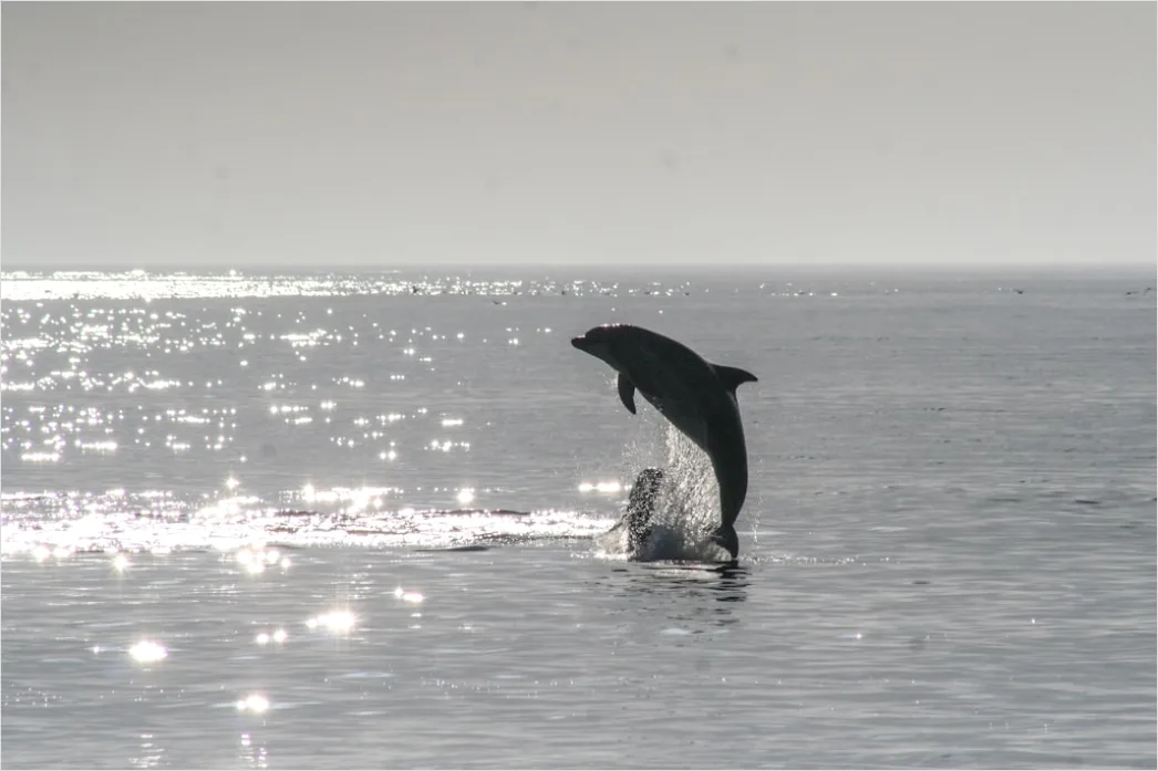 Delfin Meer Sprung Freiheit 7524