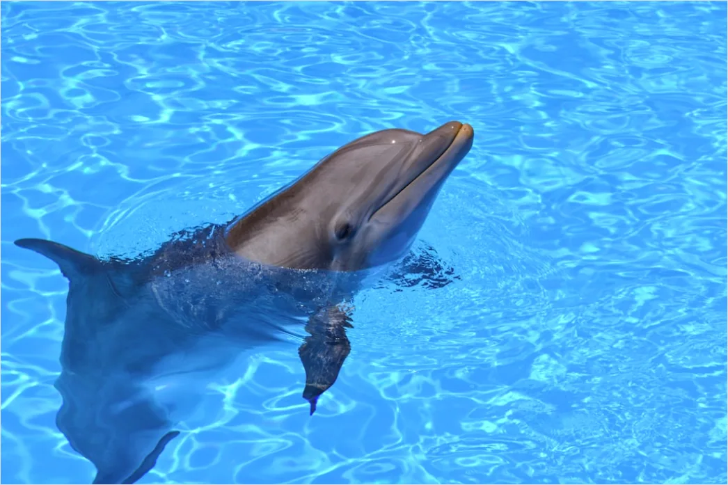 Detail Delfin Meer Sprung Freiheit Number 5