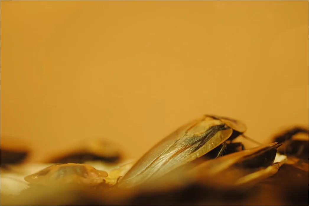 Detail éclair Schokolade Nahaufnahme Detail Number 12
