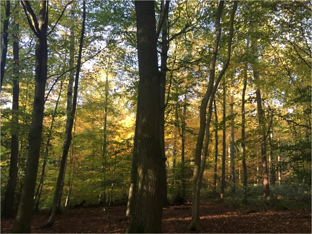 Eichenwald Herbst Sonnenstrahlen Goldenes Licht 106a