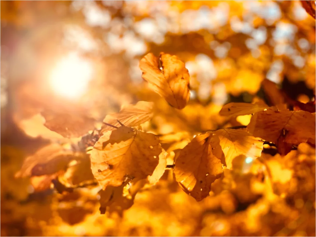 Detail Eichenwald Herbst Sonnenstrahlen Goldenes Licht Number 2