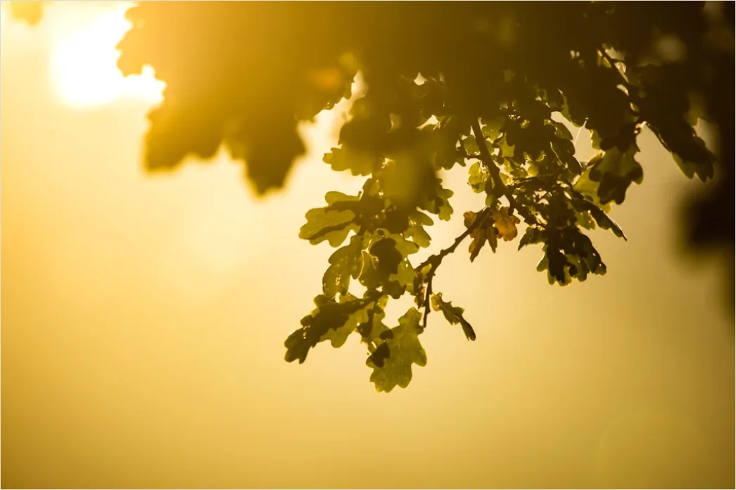 Detail Eichenwald Herbst Sonnenstrahlen Goldenes Licht Number 11
