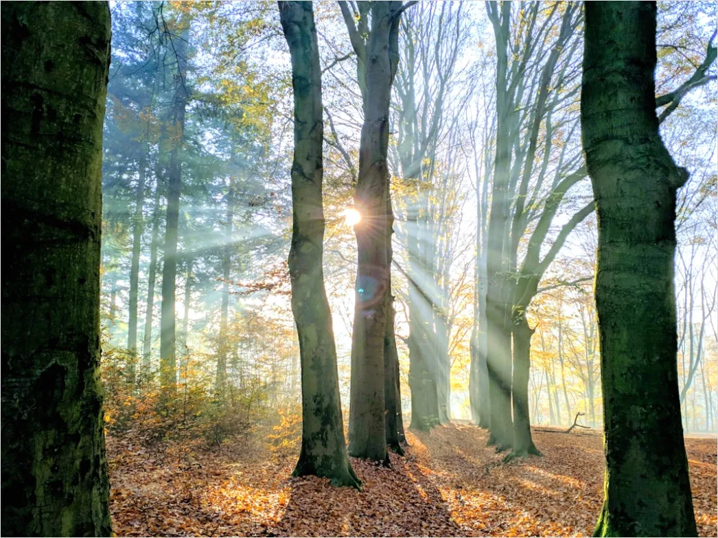 Detail Eichenwald Herbst Sonnenstrahlen Goldenes Licht Number 12