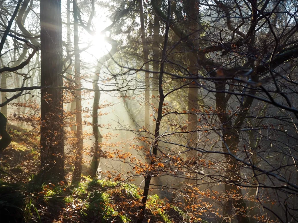 Detail Eichenwald Herbst Sonnenstrahlen Goldenes Licht Number 13