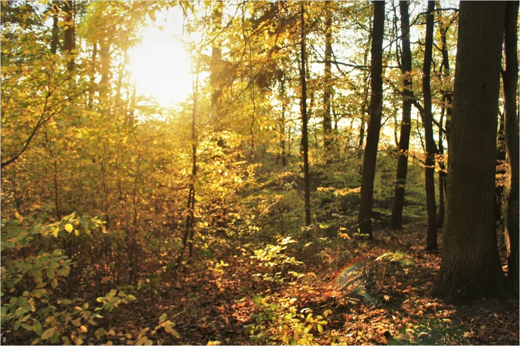 Detail Eichenwald Herbst Sonnenstrahlen Goldenes Licht Number 14