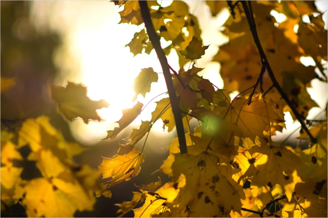 Detail Eichenwald Herbst Sonnenstrahlen Goldenes Licht Number 16
