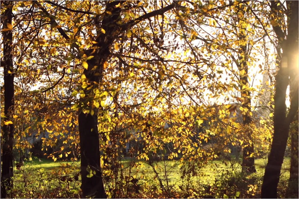 Detail Eichenwald Herbst Sonnenstrahlen Goldenes Licht Number 18