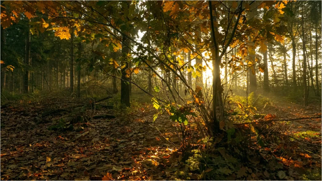 Detail Eichenwald Herbst Sonnenstrahlen Goldenes Licht Number 19