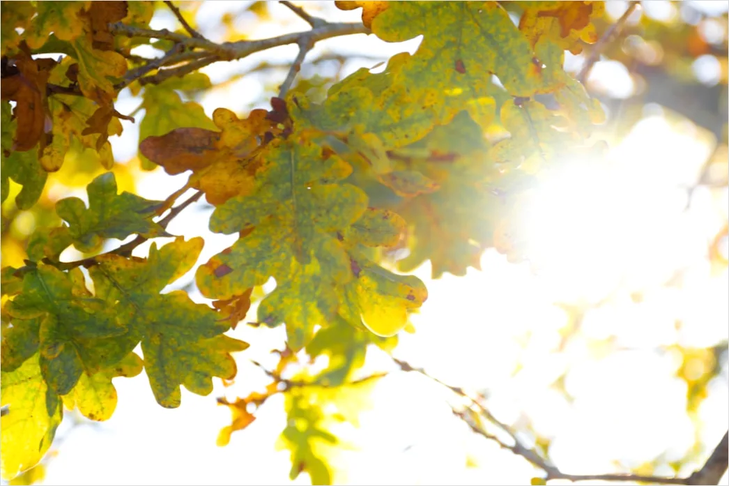 Detail Eichenwald Herbst Sonnenstrahlen Goldenes Licht Number 3