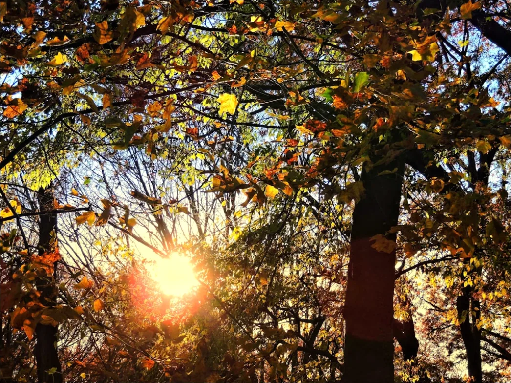 Detail Eichenwald Herbst Sonnenstrahlen Goldenes Licht Number 4