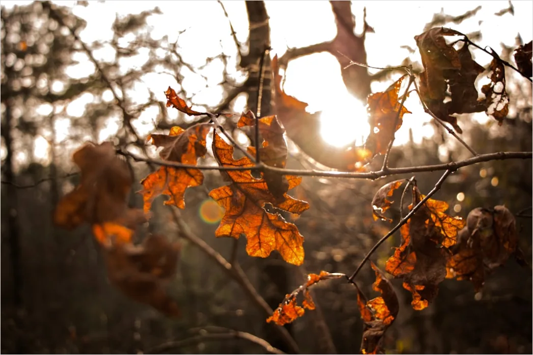 Detail Eichenwald Herbst Sonnenstrahlen Goldenes Licht Number 5