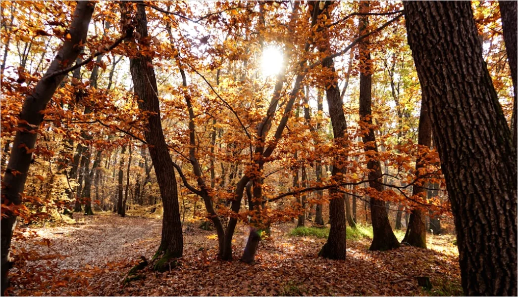 Detail Eichenwald Herbst Sonnenstrahlen Goldenes Licht Number 7