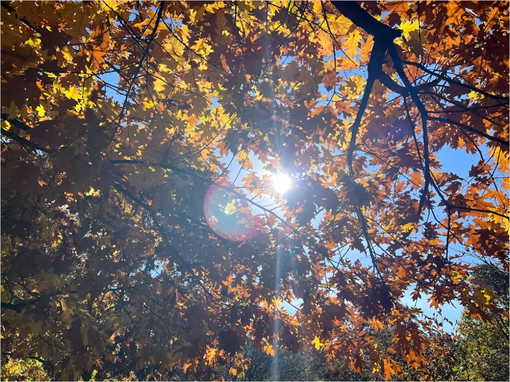 Detail Eichenwald Herbst Sonnenstrahlen Goldenes Licht Number 8