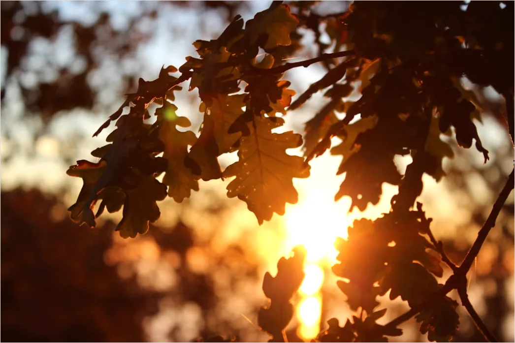 Detail Eichenwald Herbst Sonnenstrahlen Goldenes Licht Number 9