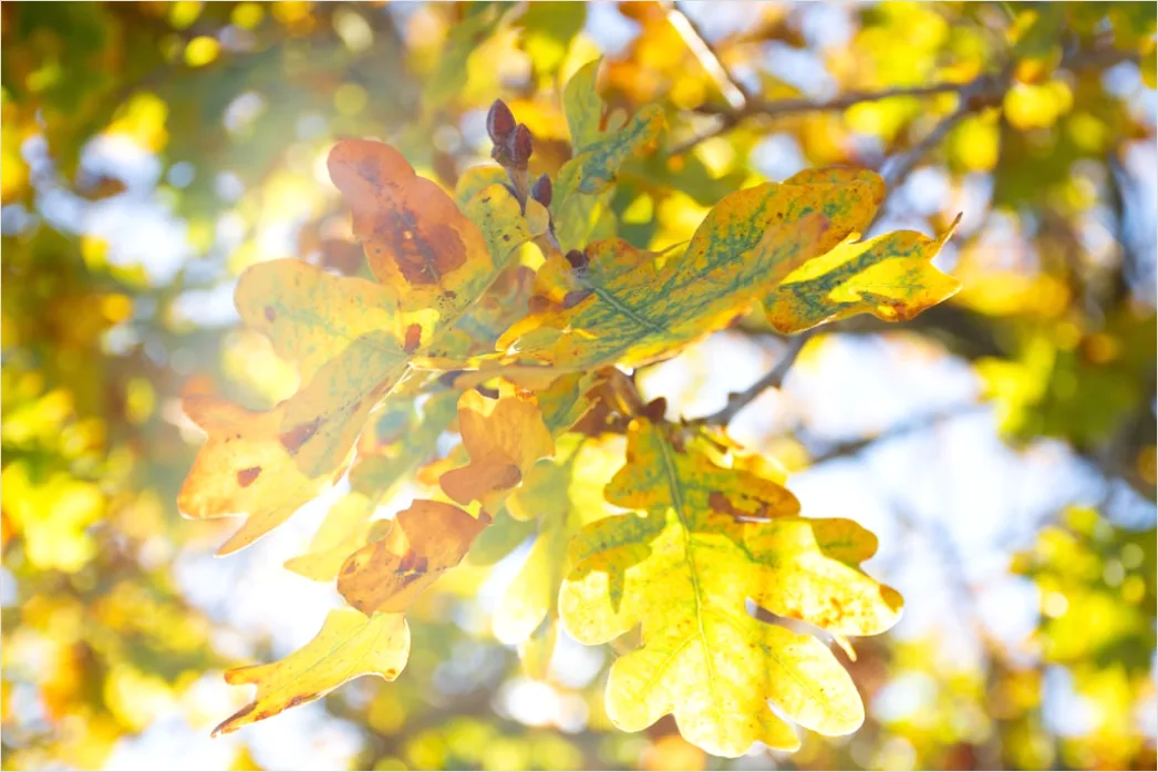Detail Eichenwald Herbst Sonnenstrahlen Goldenes Licht Number 10