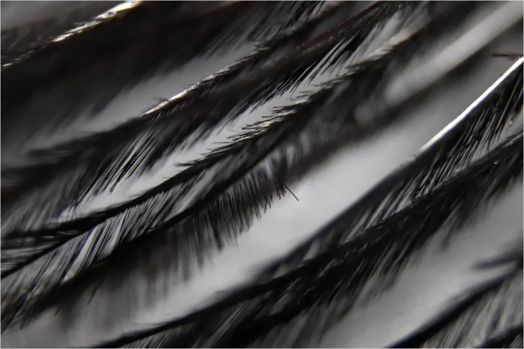 Detail Feder Makro Nahaufnahme Struktur Number 11