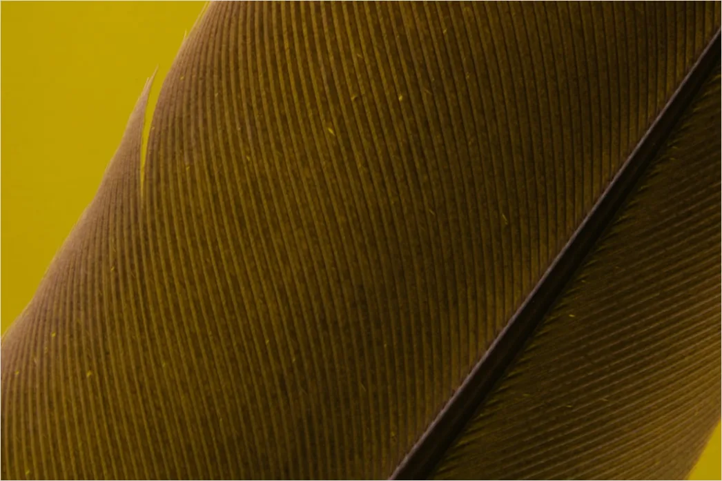 Detail Feder Makro Nahaufnahme Struktur Number 12