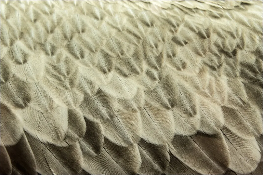 Detail Feder Makro Nahaufnahme Struktur Number 14